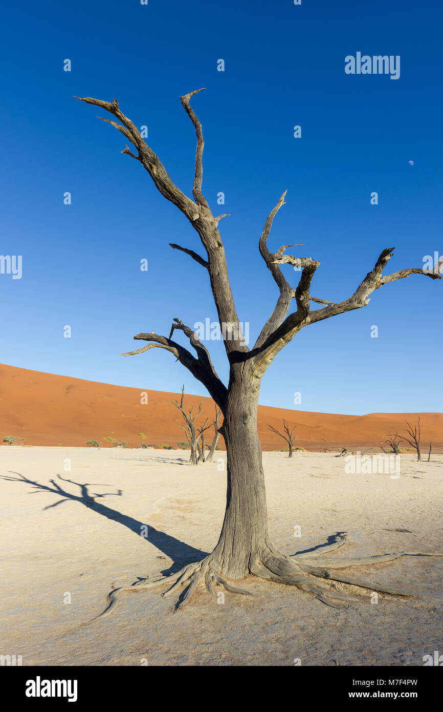 Desert trees and dunes in Dead Vlei, Sossusvlei, Namibia, Africa Stock Photo
