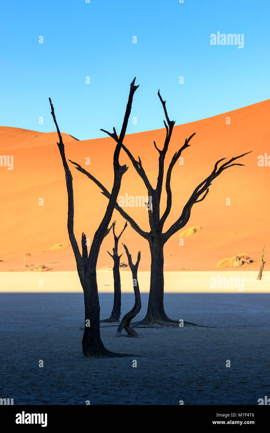Desert trees and dunes in Dead Vlei, Sossusvlei, Namibia, Africa Stock Photo