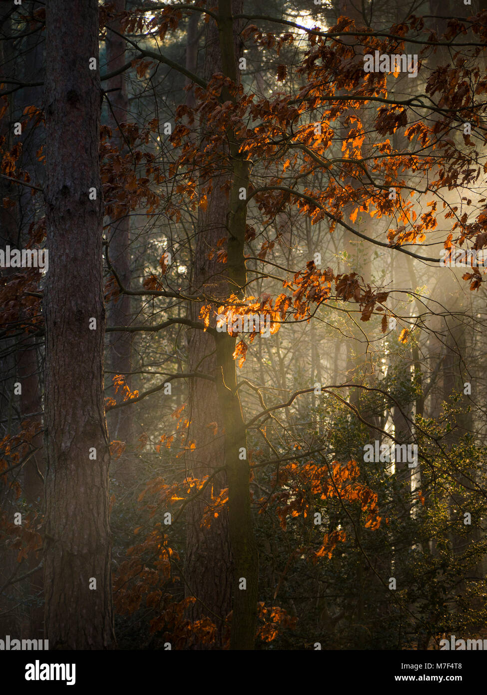 Sunlight lighting up brown leaves in an English woodland on a winters morning. Stock Photo