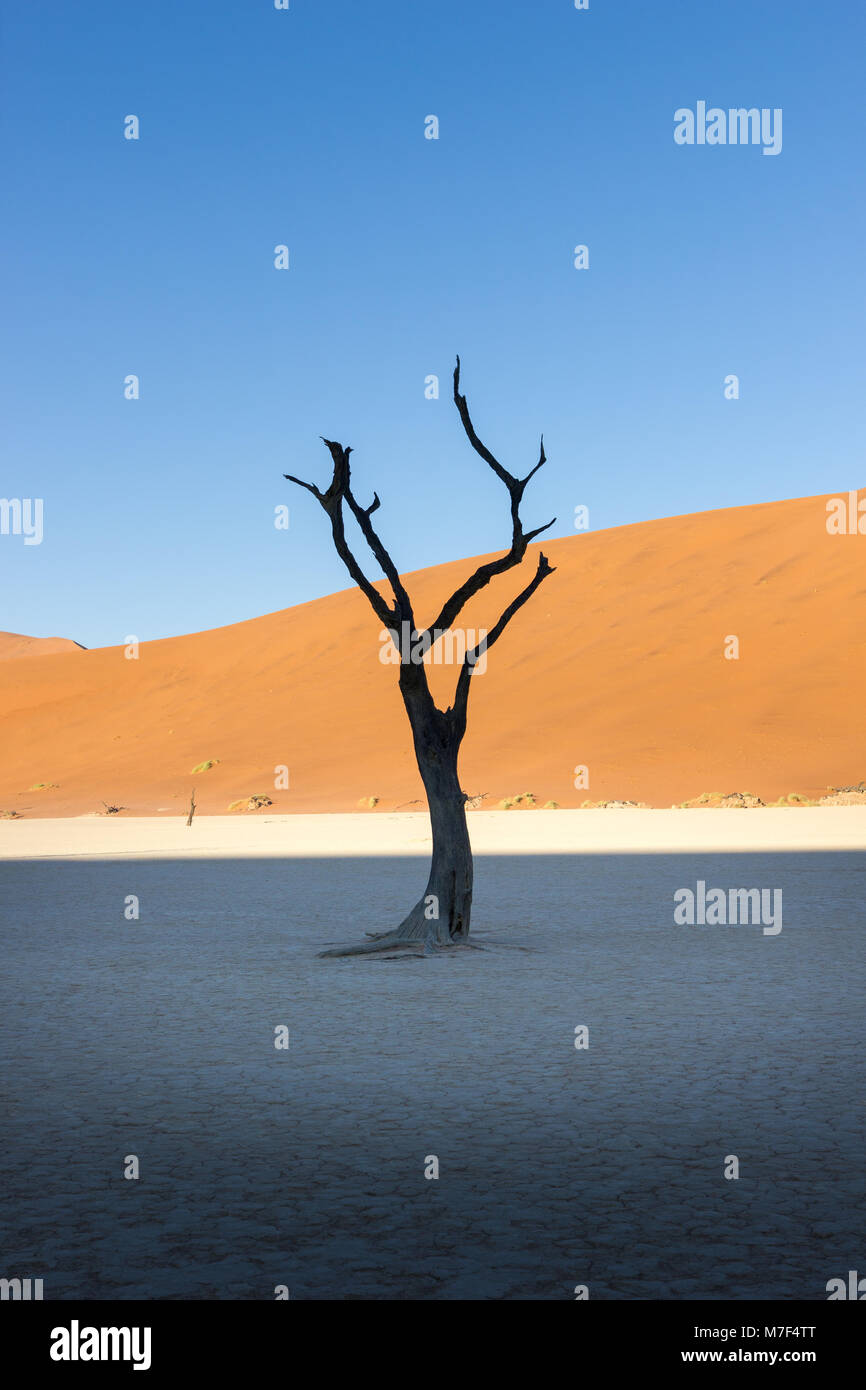 Desert trees and dunes in Dead Vlei, Sossusvlei, Namibia, Africa Stock Photo