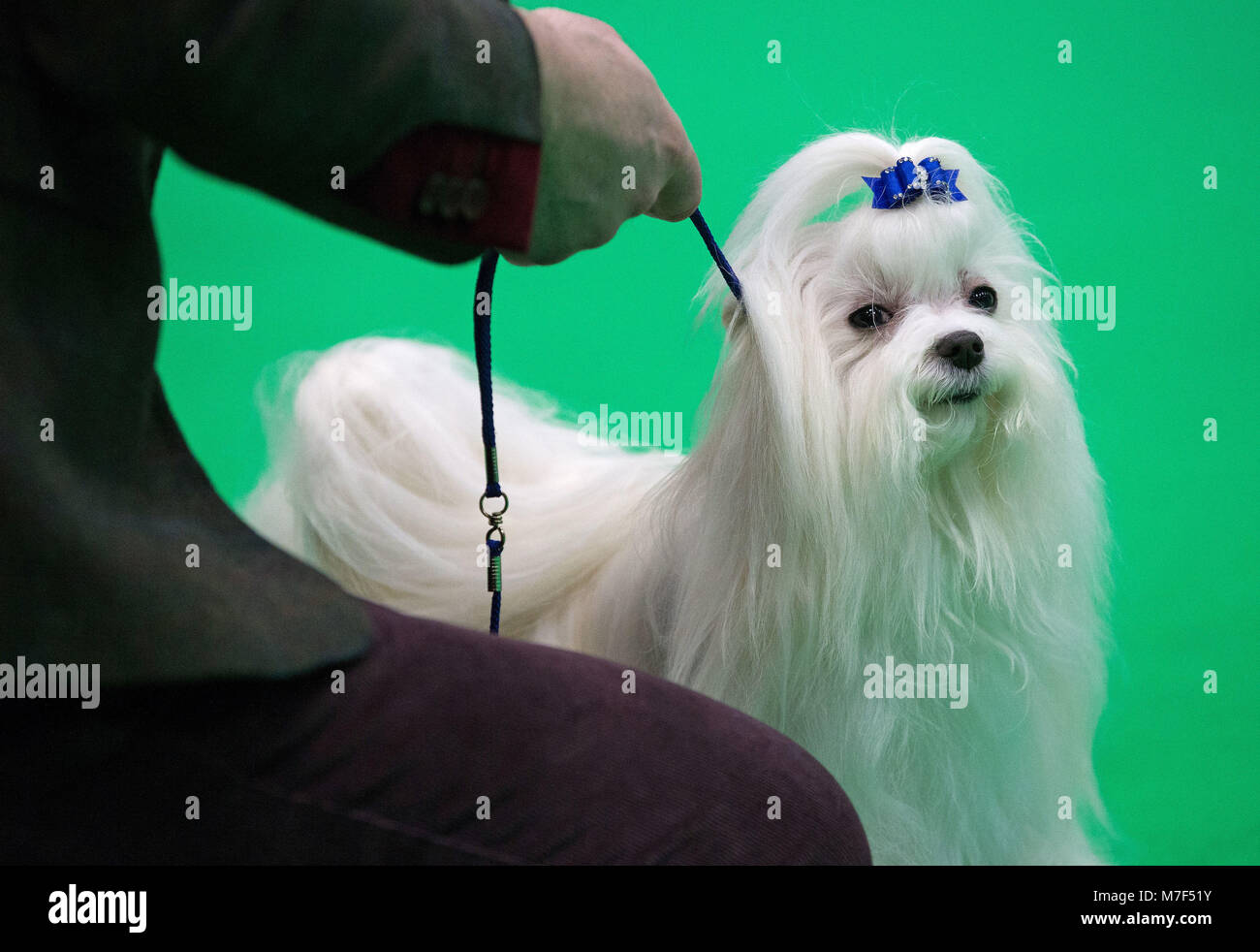 Crufts judging hi res stock photography and images Alamy