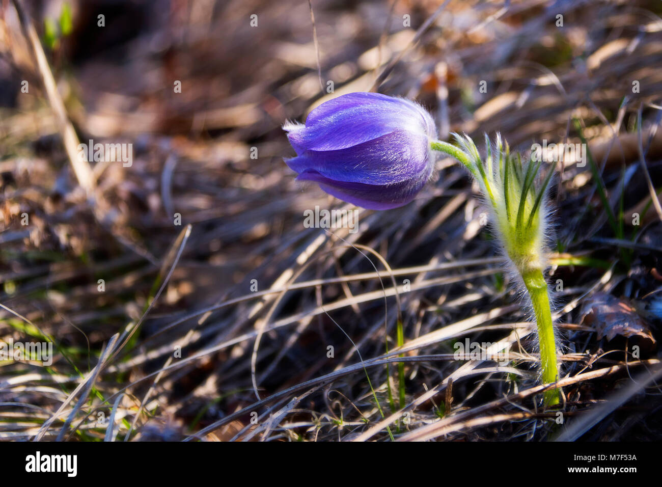 First violet spring flower. Spring Pasque flower (lat. Pulsatilla ) on a meadow. Stock Photo
