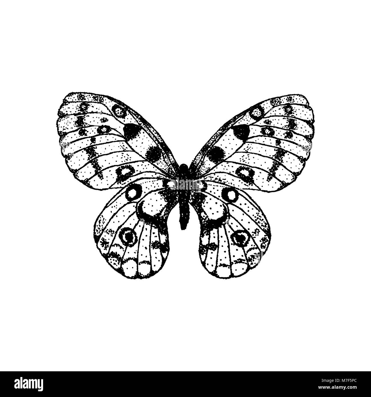 Vector illustration of hand drawing butterfly Parnassius apollo Stock Vector