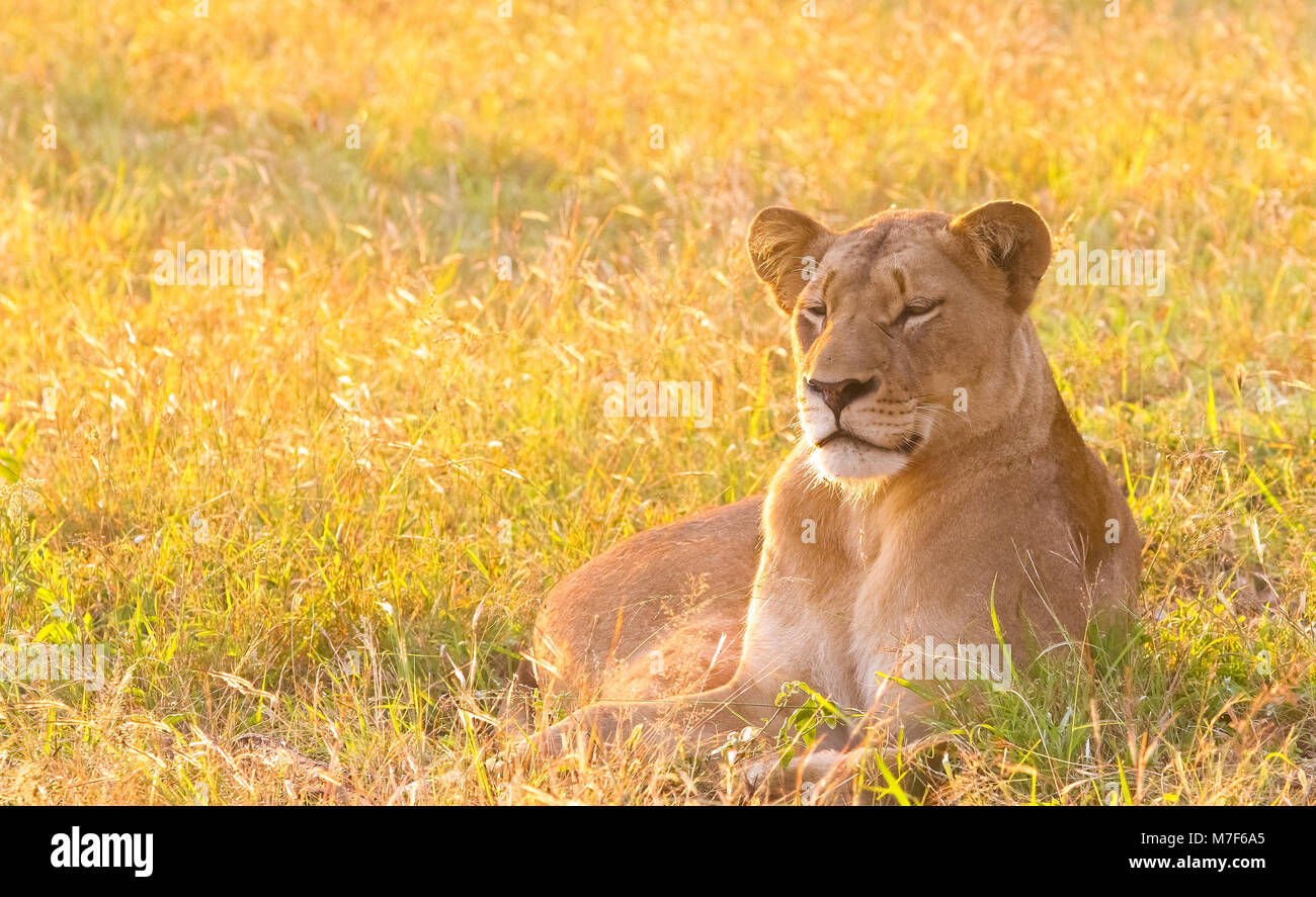 Close up of a female African Lion in a South African wildlife game reserve at sunrise Stock Photo