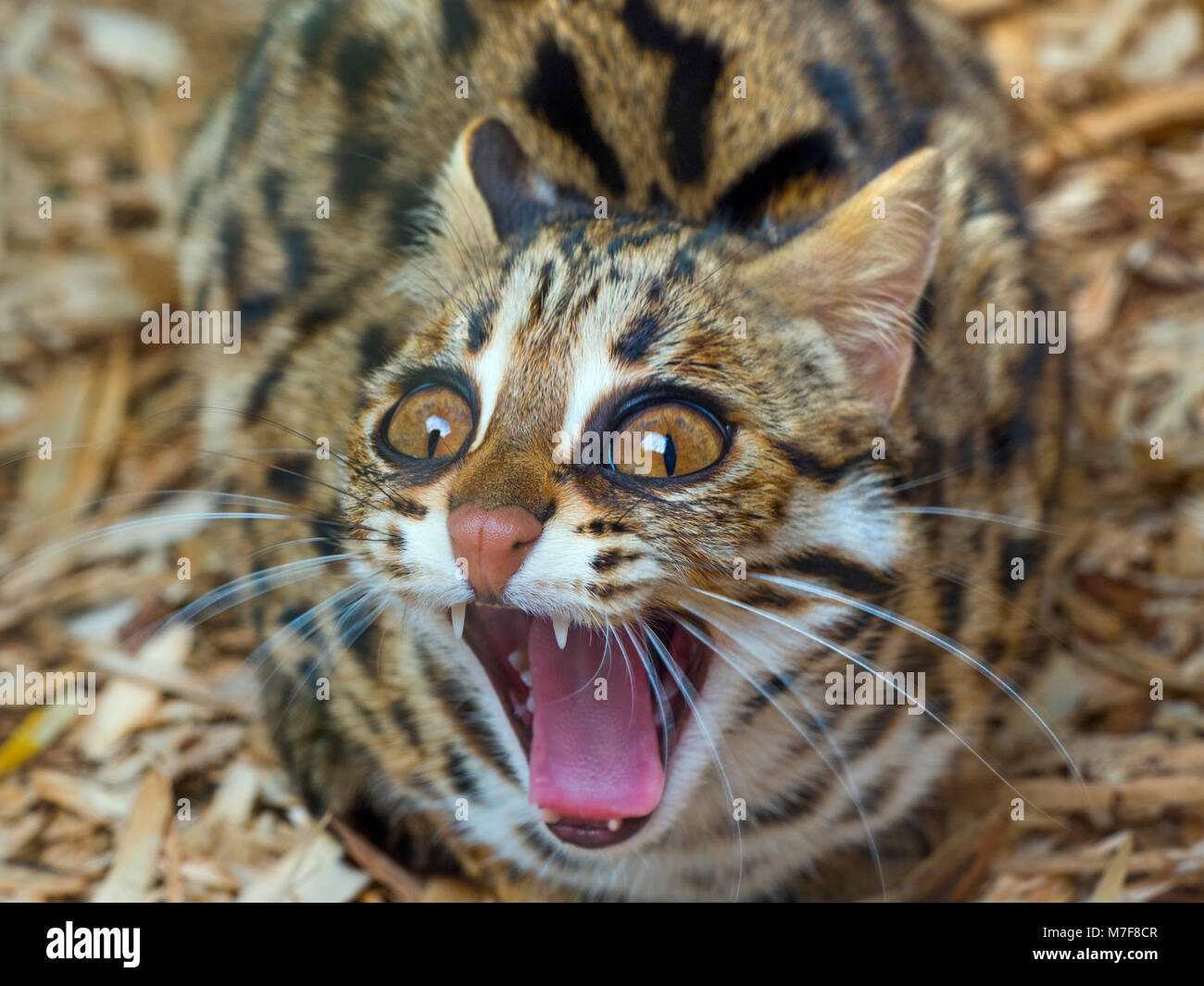 The asian leopard cat Big boob brunette cute