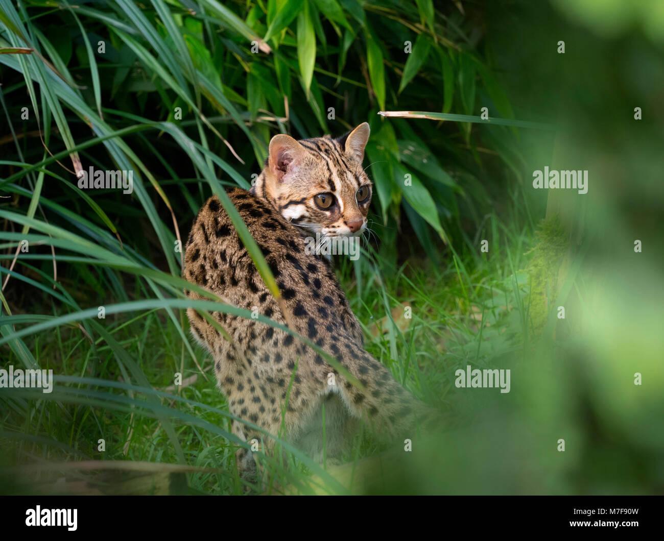 Southeast asian species hi-res stock photography and images - Alamy