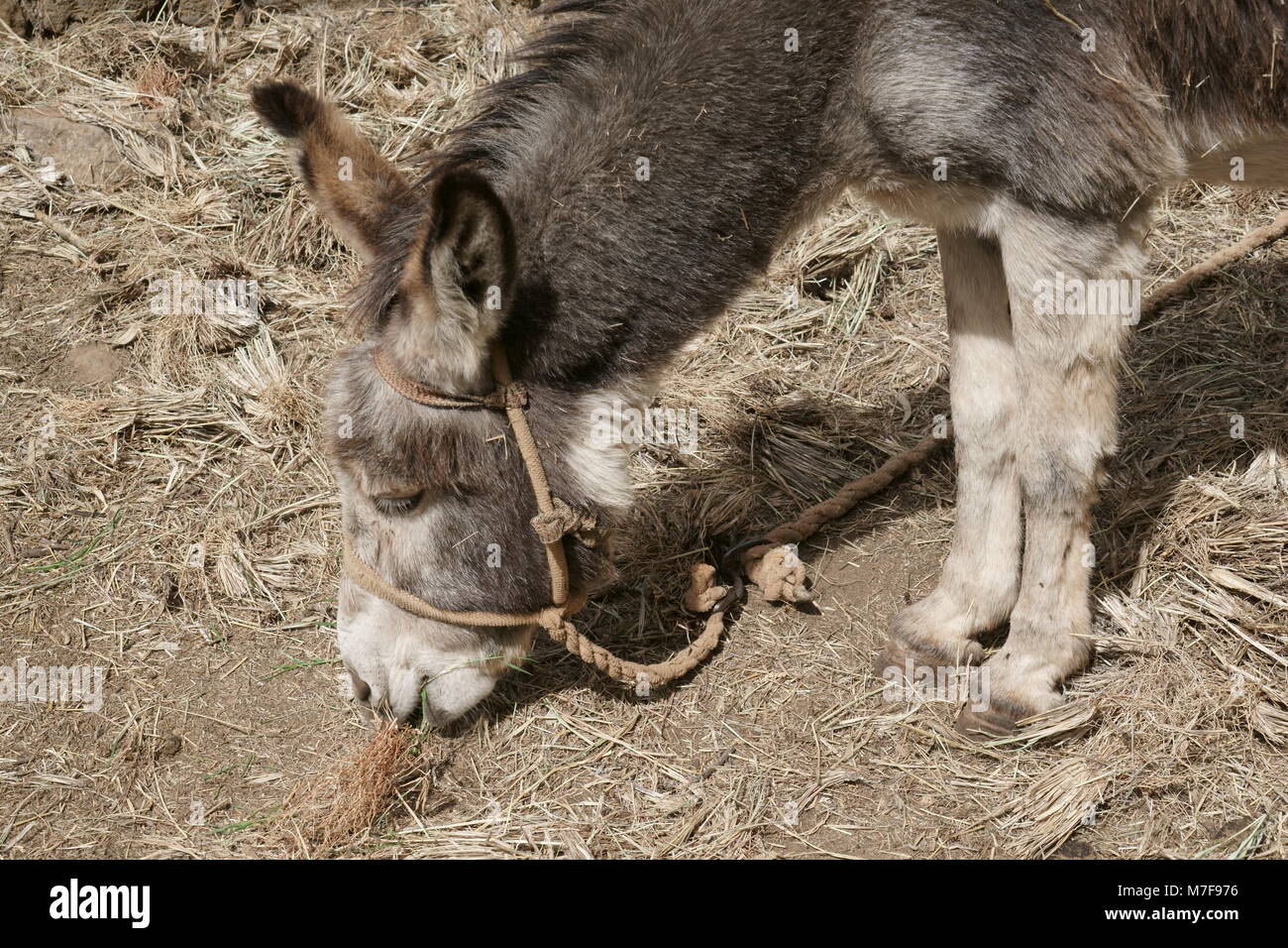 Donkey, Santo Antao, Cape Verde Stock Photo