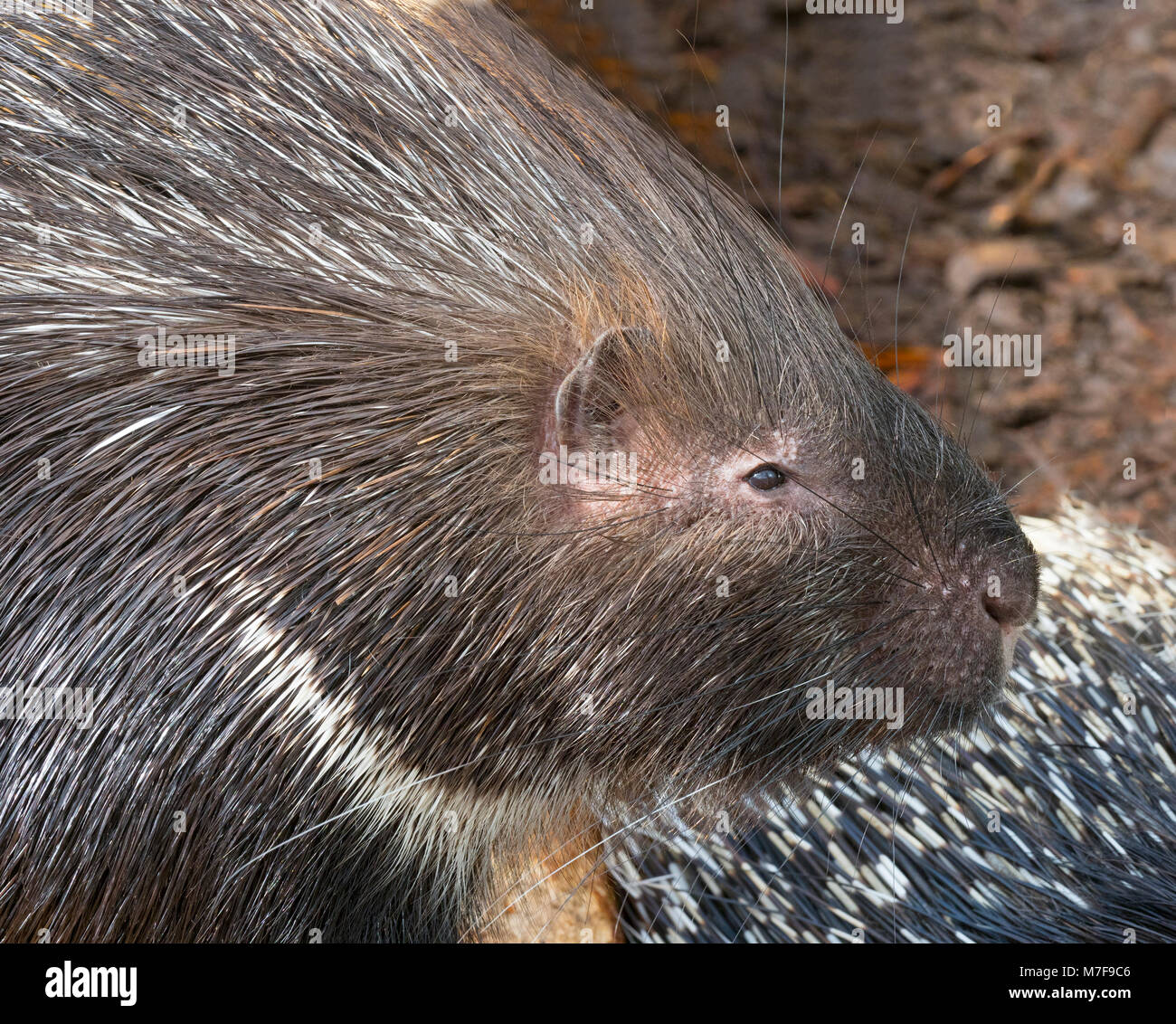 Indian crested porcupine Hystrix indica Stock Photo