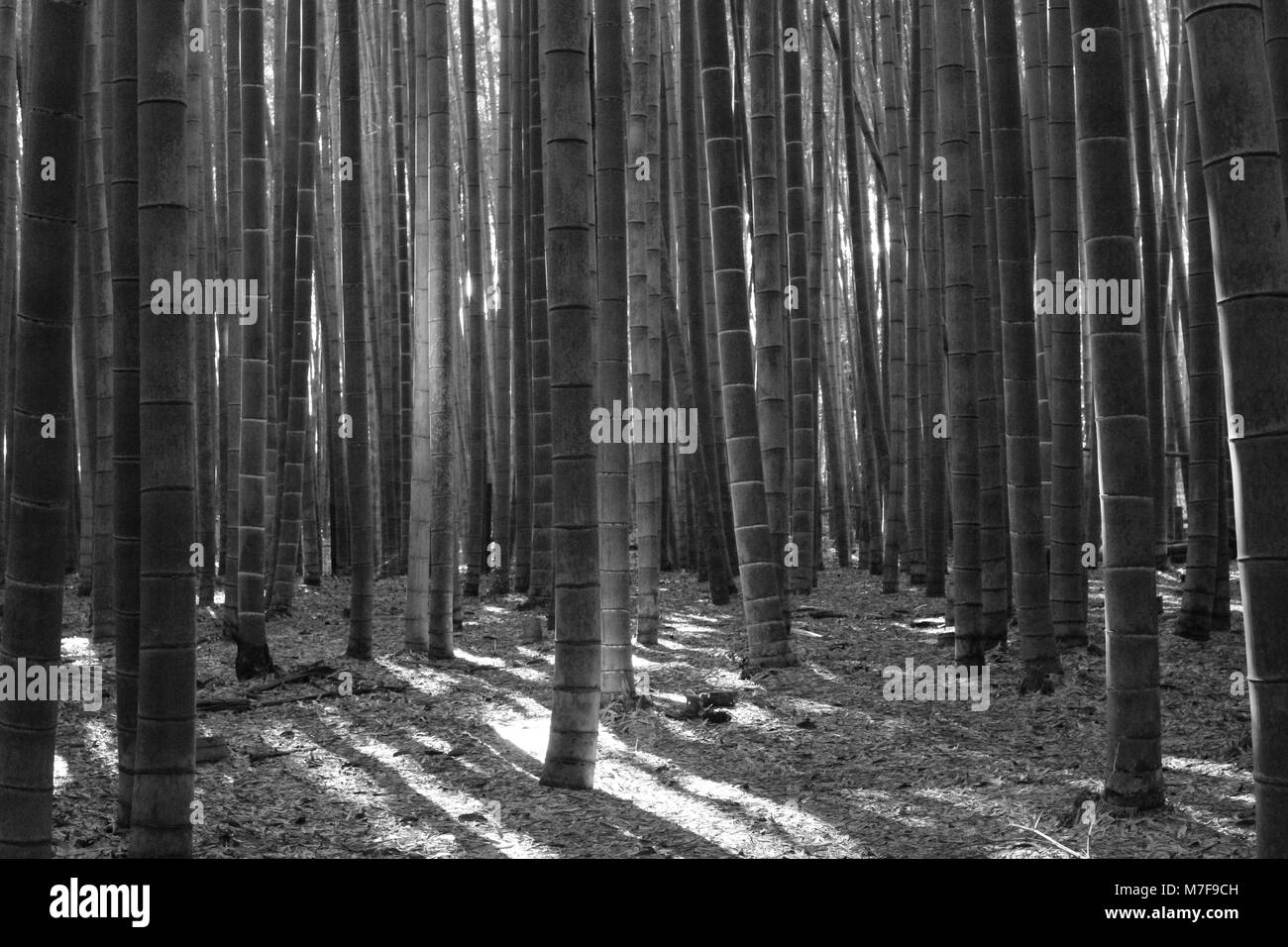 Green bamboo Black and White Stock Photos & Images - Alamy