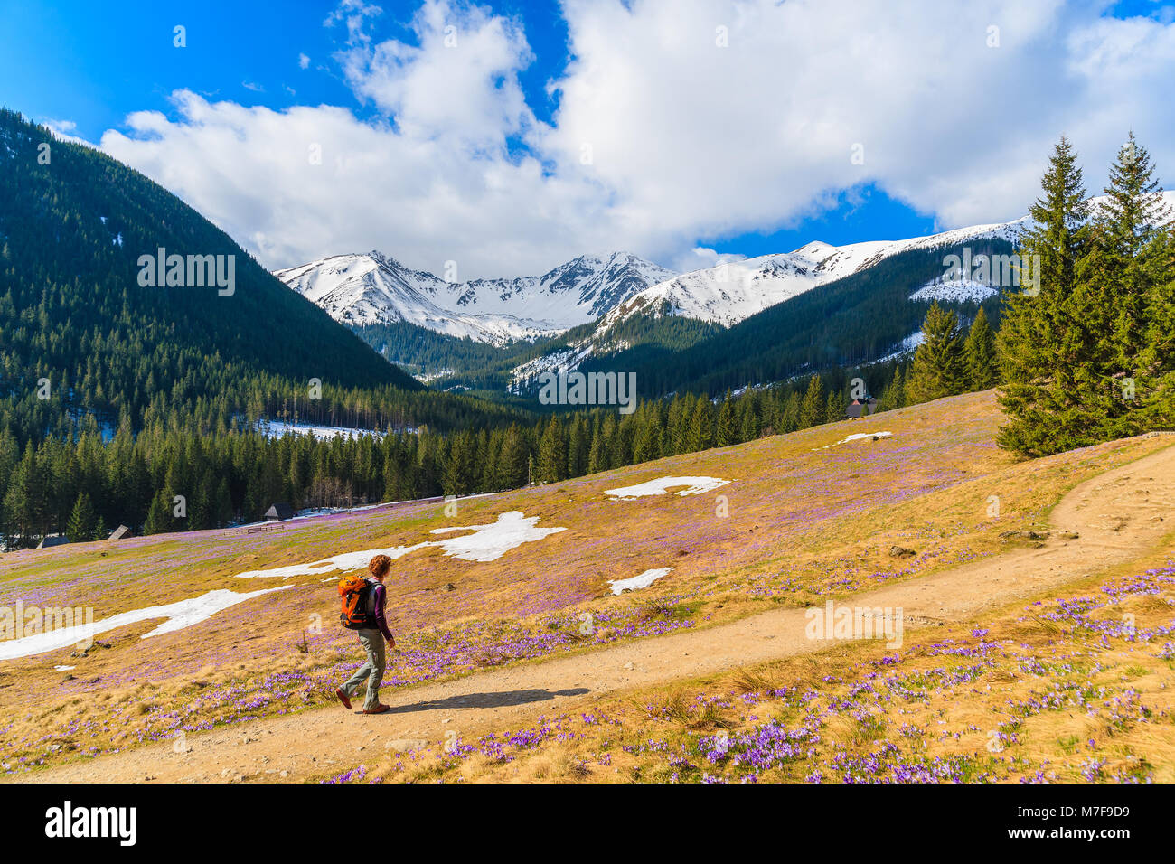 Young woman tourist walking on mountain trail in Chocholowska valley during spring season with purple crocus flowers blooming, Tatra Mountains, Poland Stock Photo