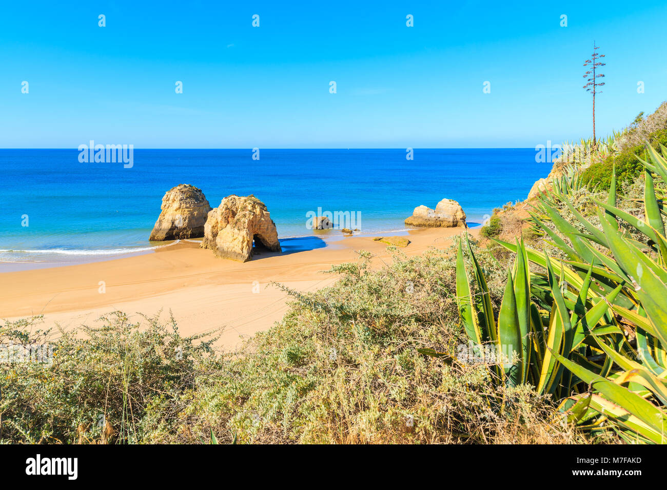 Green agave plants on cliff and view of sea with beach in Portimao town, Algarve, Portugal Stock Photo