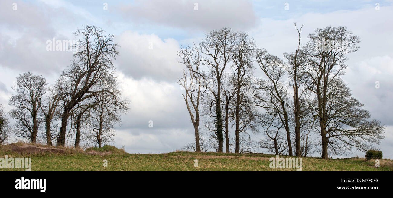 Trees on hill in early spring before leaves appear, Shropshire, England Stock Photo