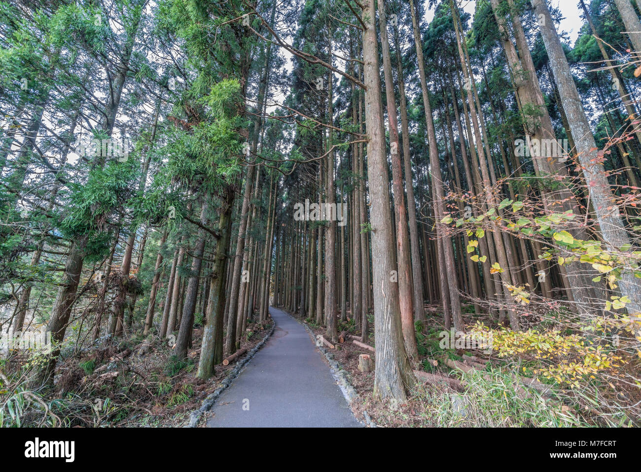 Beautiful japanese cedars and pine forest near Tanuki Lake (Tanukiko