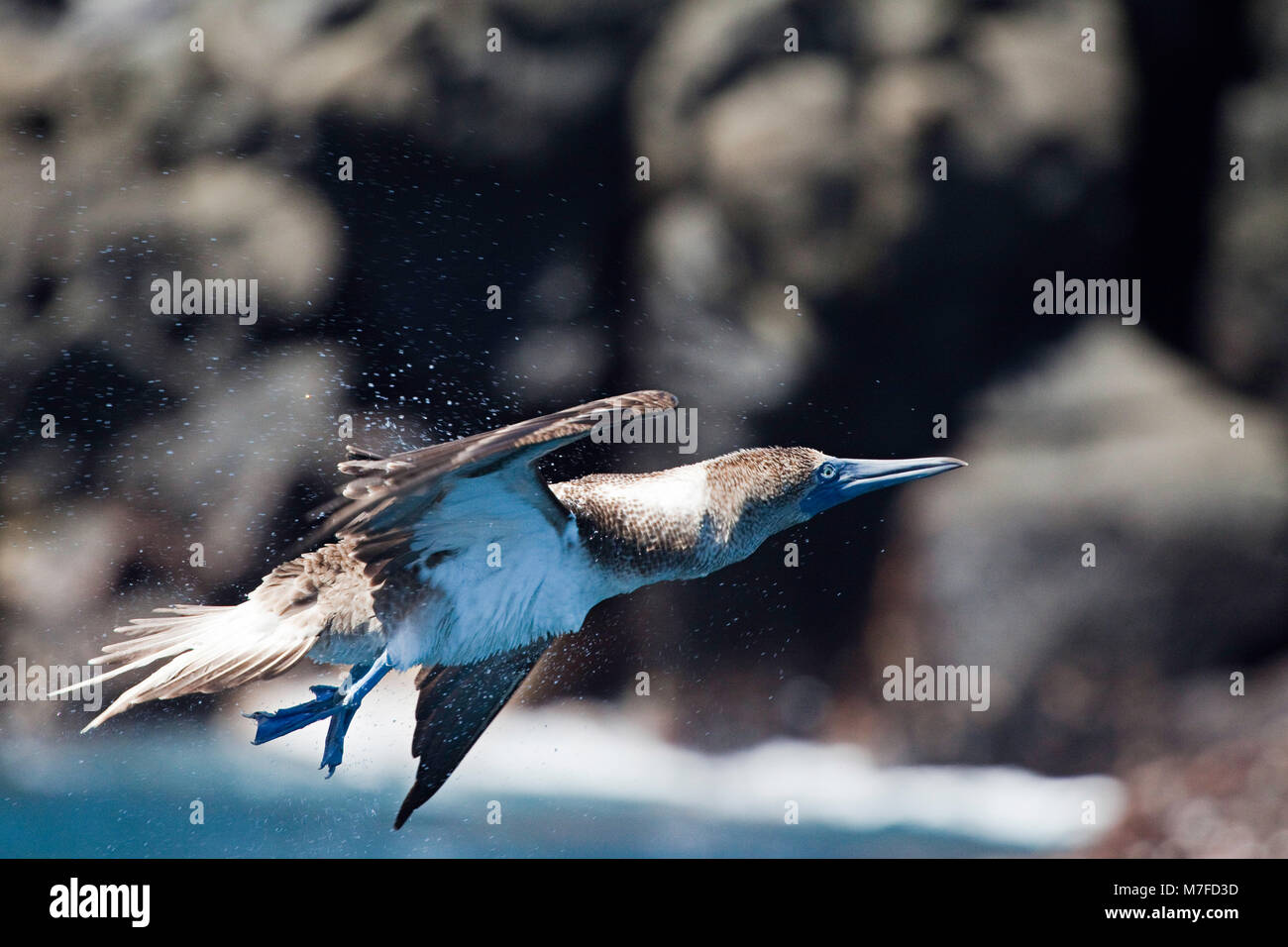 A blue footed booby, Sula nebouxii excisa, shakes of sea water after taking flight off Santa Fe island, Galapagos Islands, Equador. Stock Photo