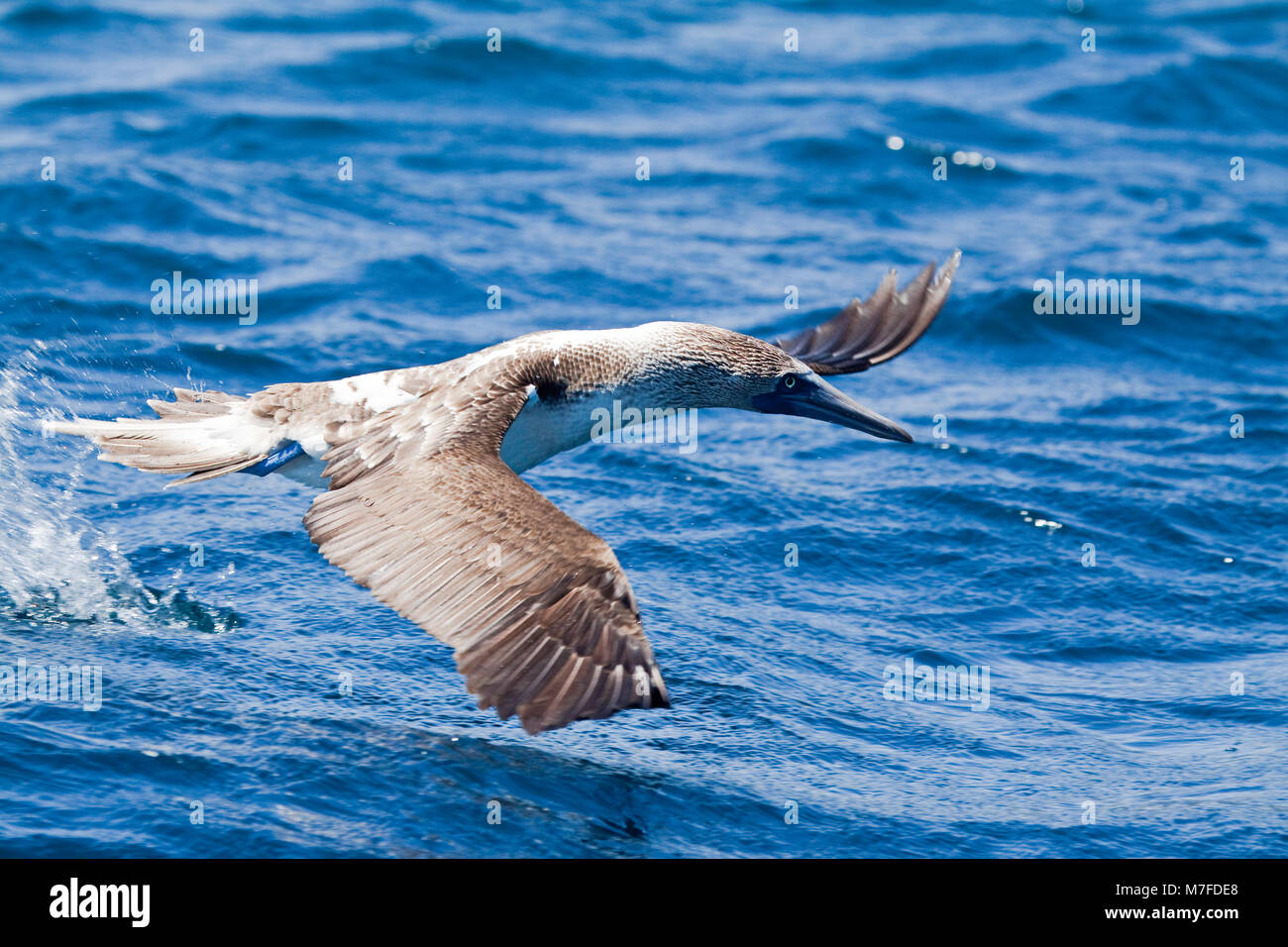 A blue footed booby, Sula nebouxii excisa, taking flight off Santa Fe island, Galapagos Islands, Equador. Stock Photo