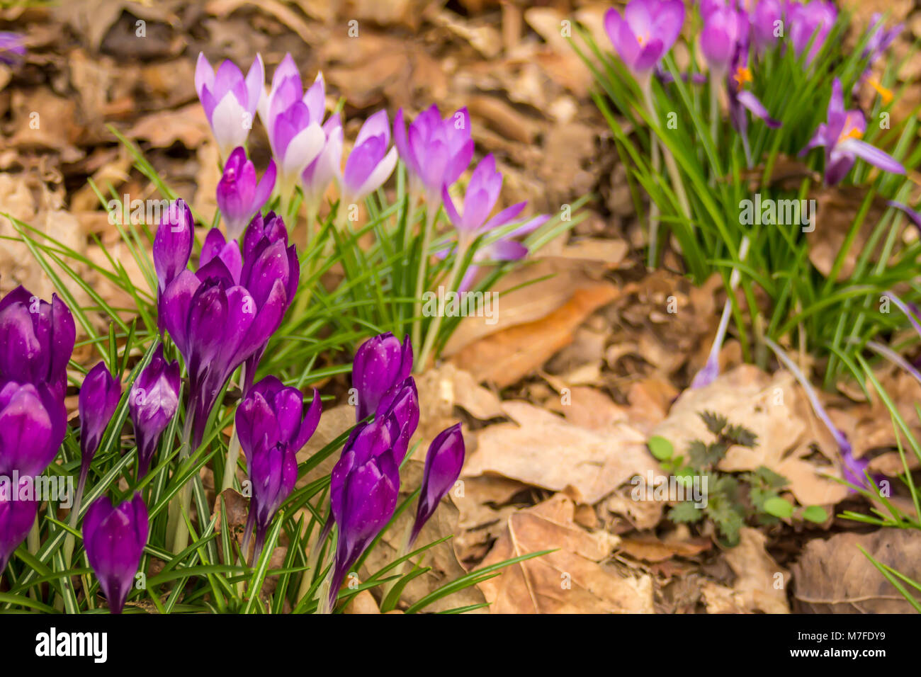 Crocus, plural crocuses or croci is a genus of flowering plants in the iris family. A single crocus, a bunch of crocuses, a meadow full of crocuses Stock Photo