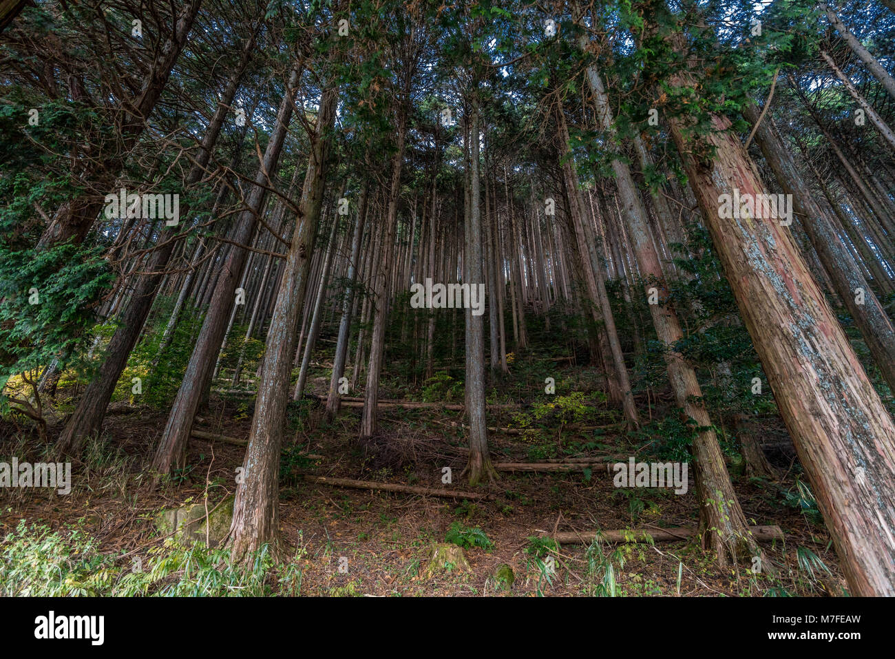 Beautiful japanese cedars and pine forest near Tanuki Lake (Tanukiko
