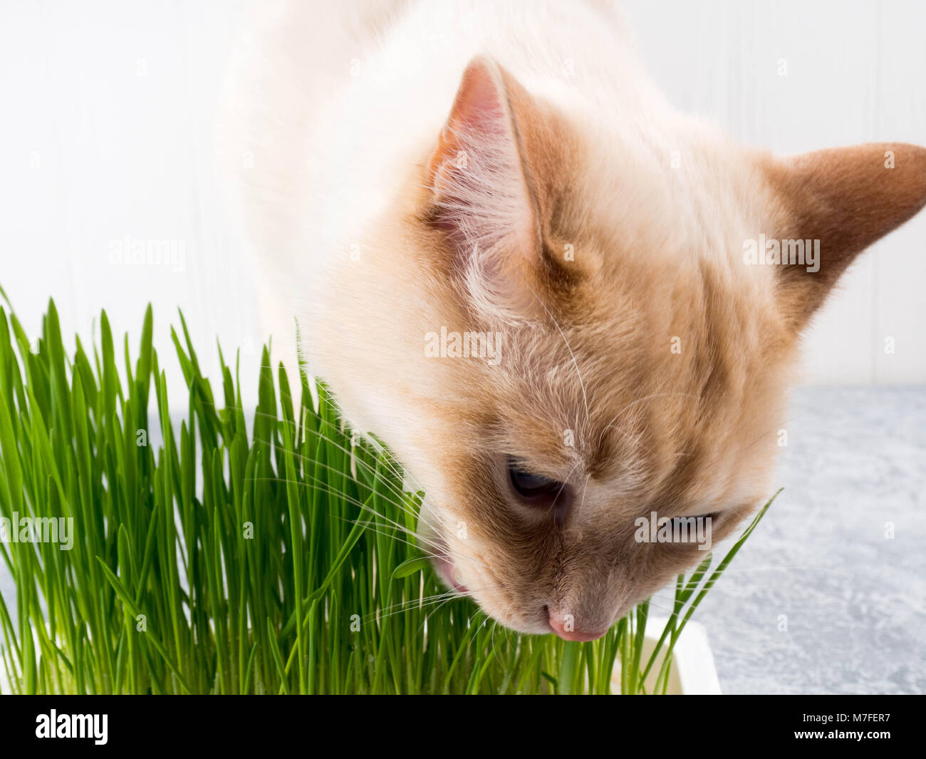cat eats grass Stock Photo Alamy