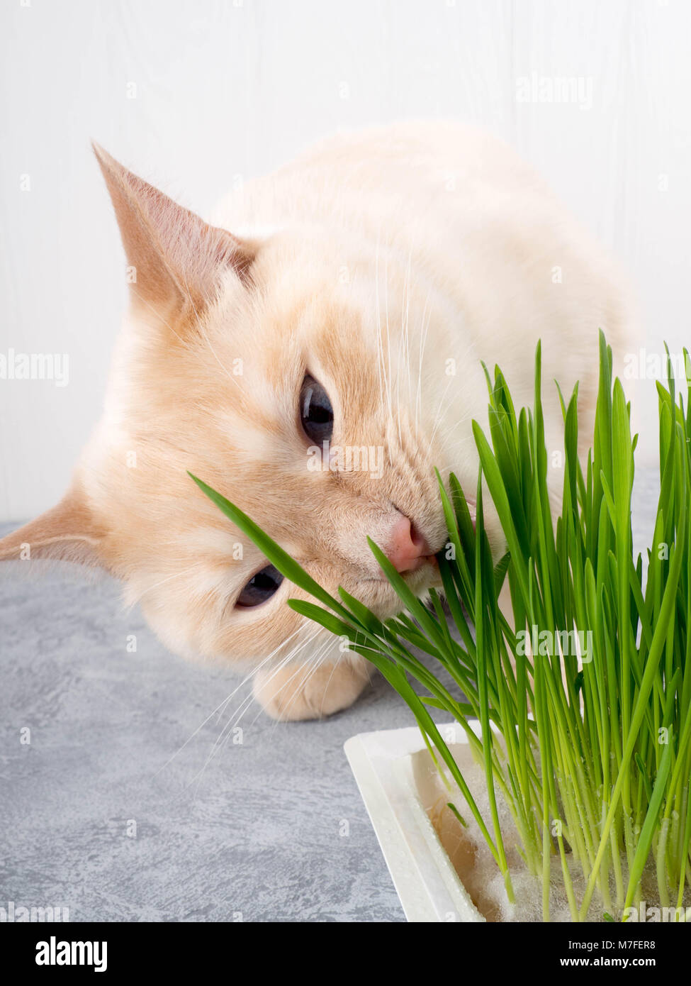 cat eats grass Stock Photo Alamy