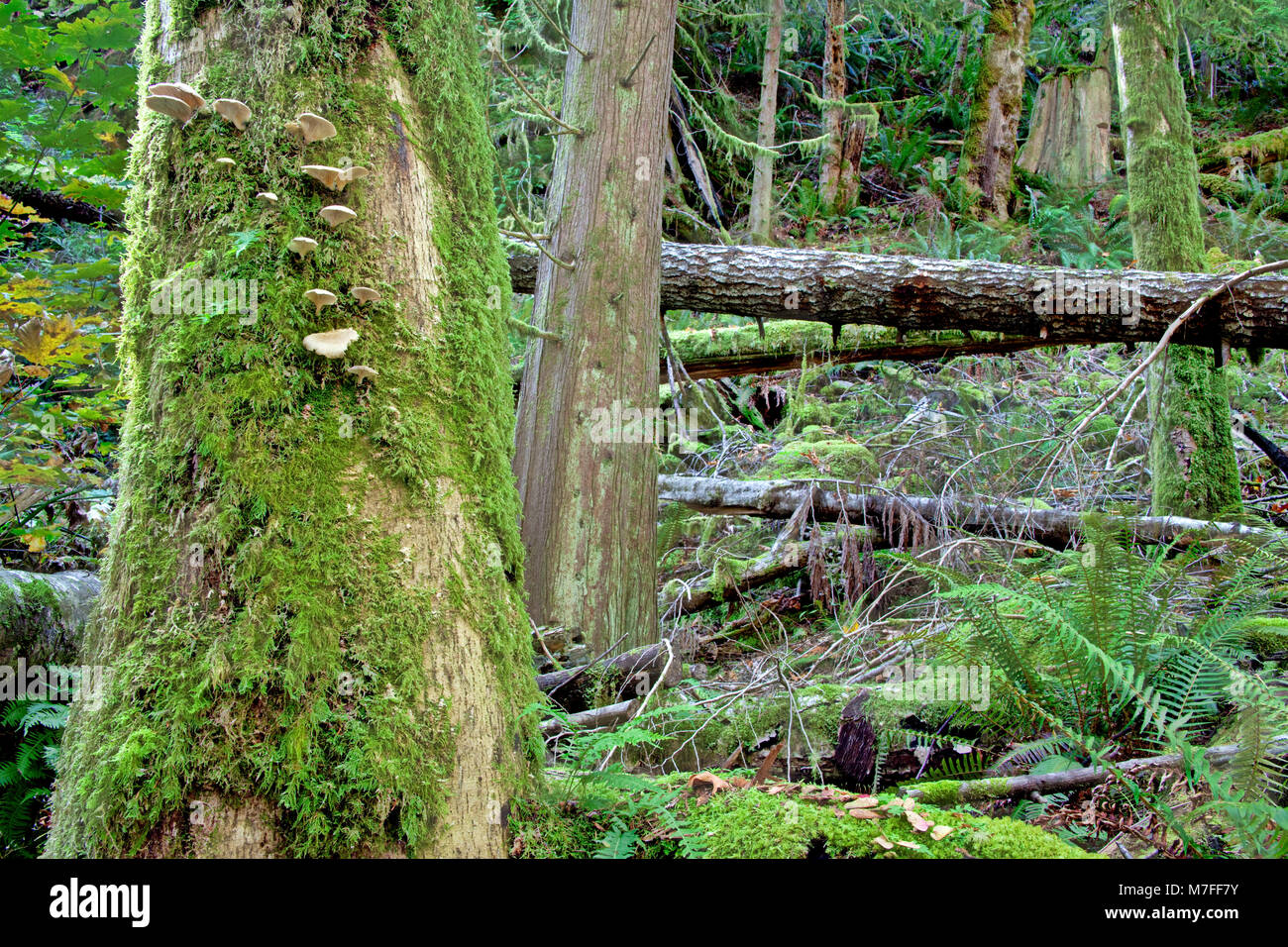 Moss covered fir trees inhabit this rainforest near Sechelt on the Sunshine Coast of British Columbia, north of the city of Vancouver, Canada. Stock Photo