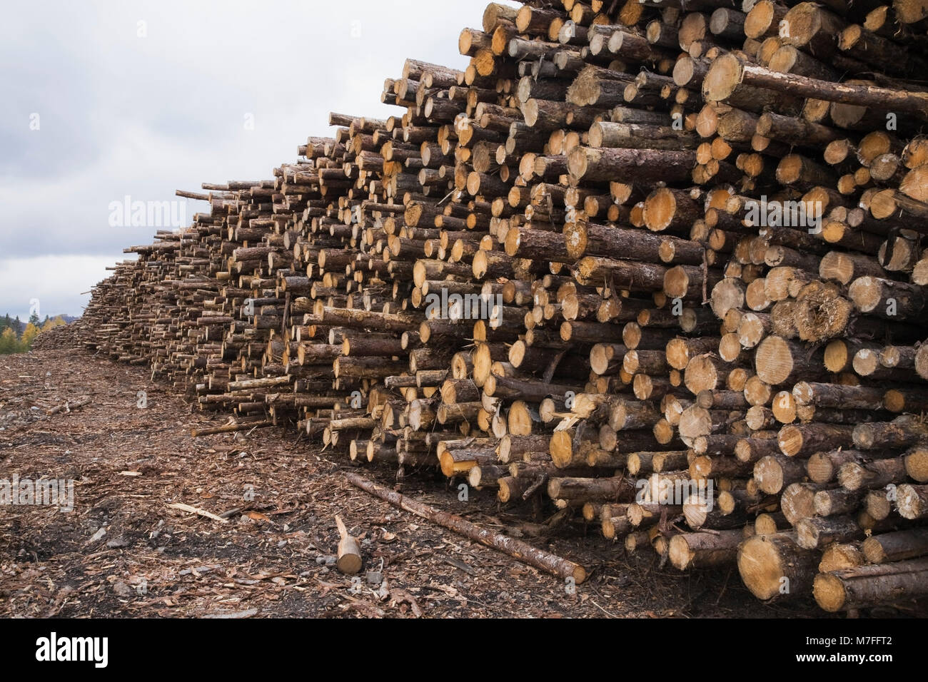Large pile of freshly cut timber logs at a lumber mill yard Stock Photo