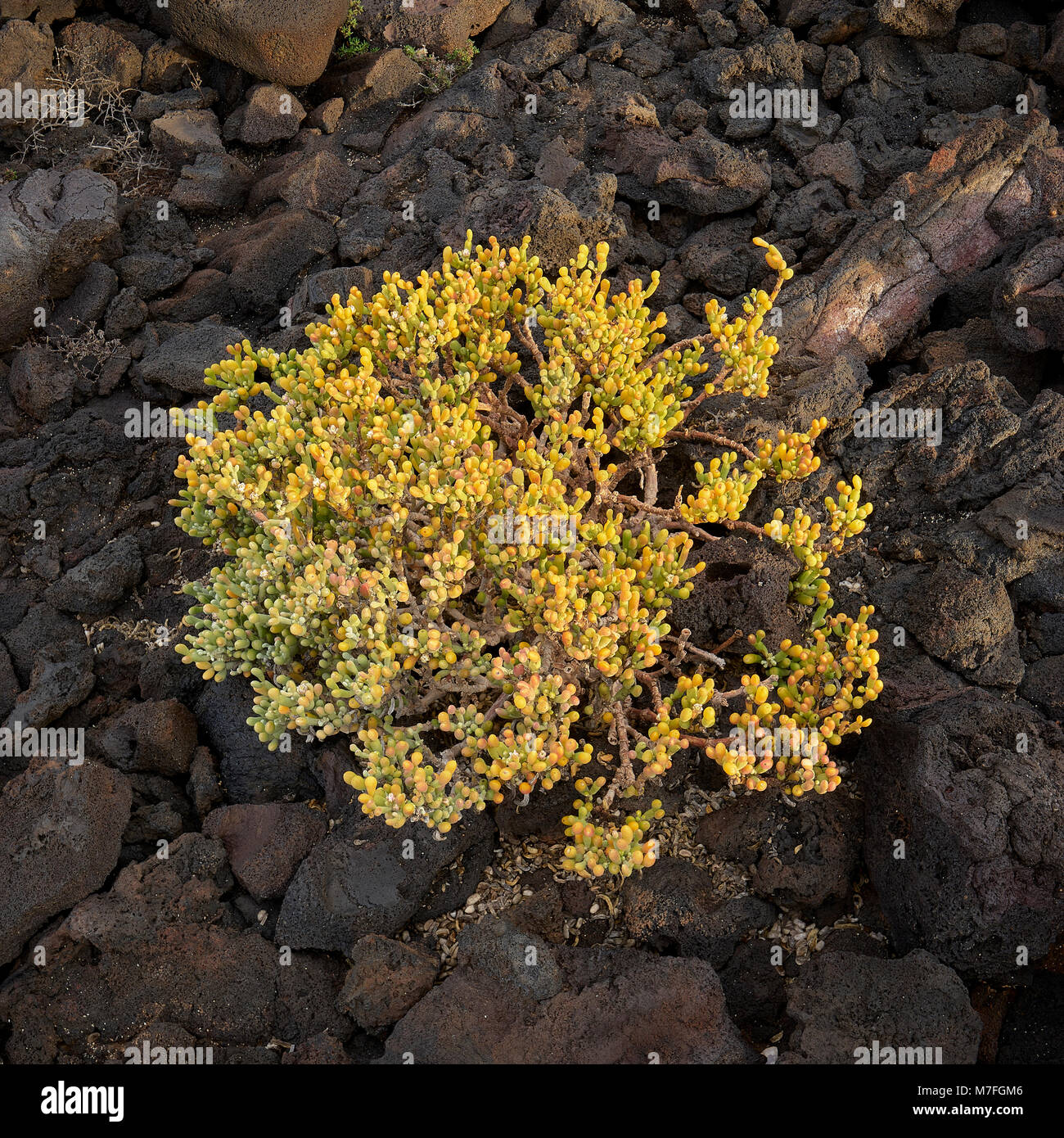 Zygophyllum fontanesii (Sea grape), a halophyte succulent growing on the lava beds of Malpais de la Corona, near Punta Mujeres, Lanzarote, Canary Isla Stock Photo