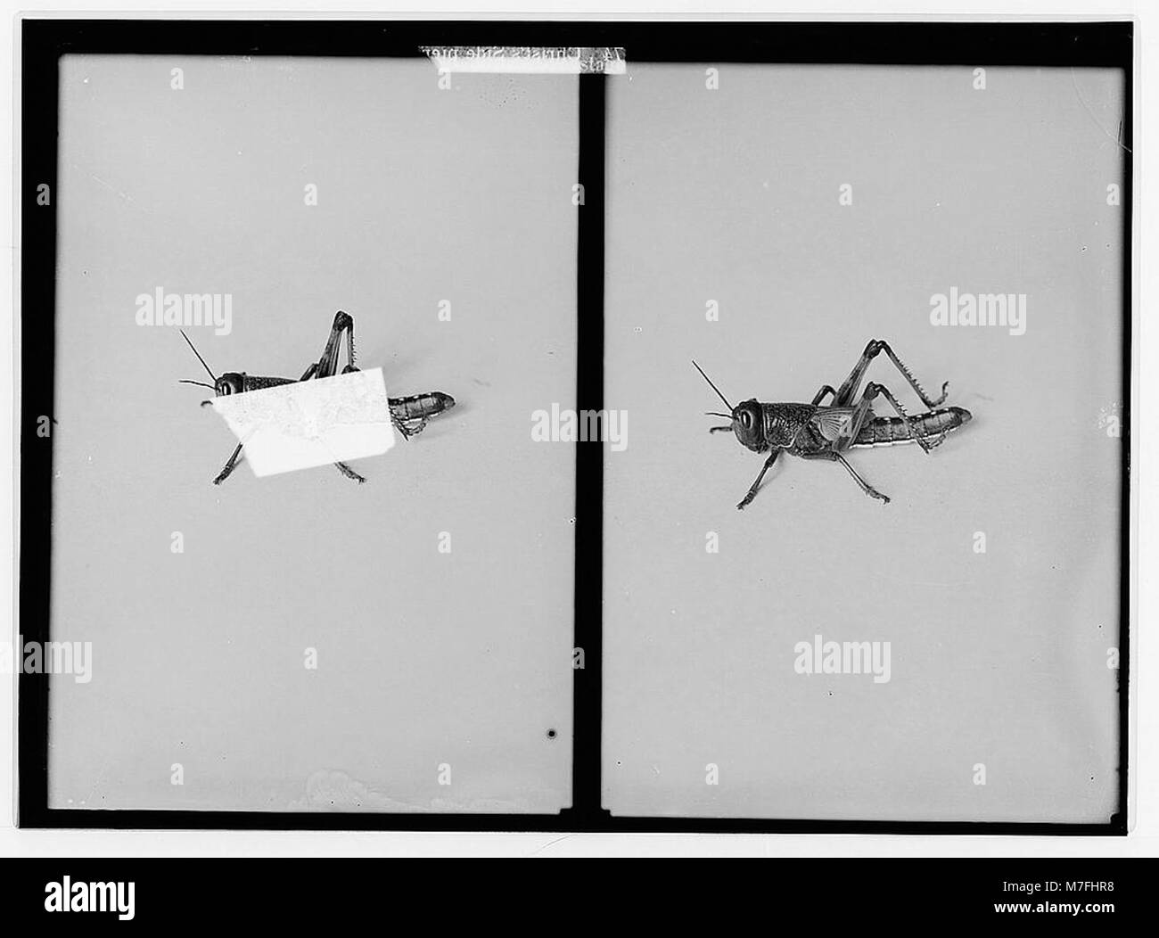 The terrible plague of locusts in Palestine, MarchJune 1915. The