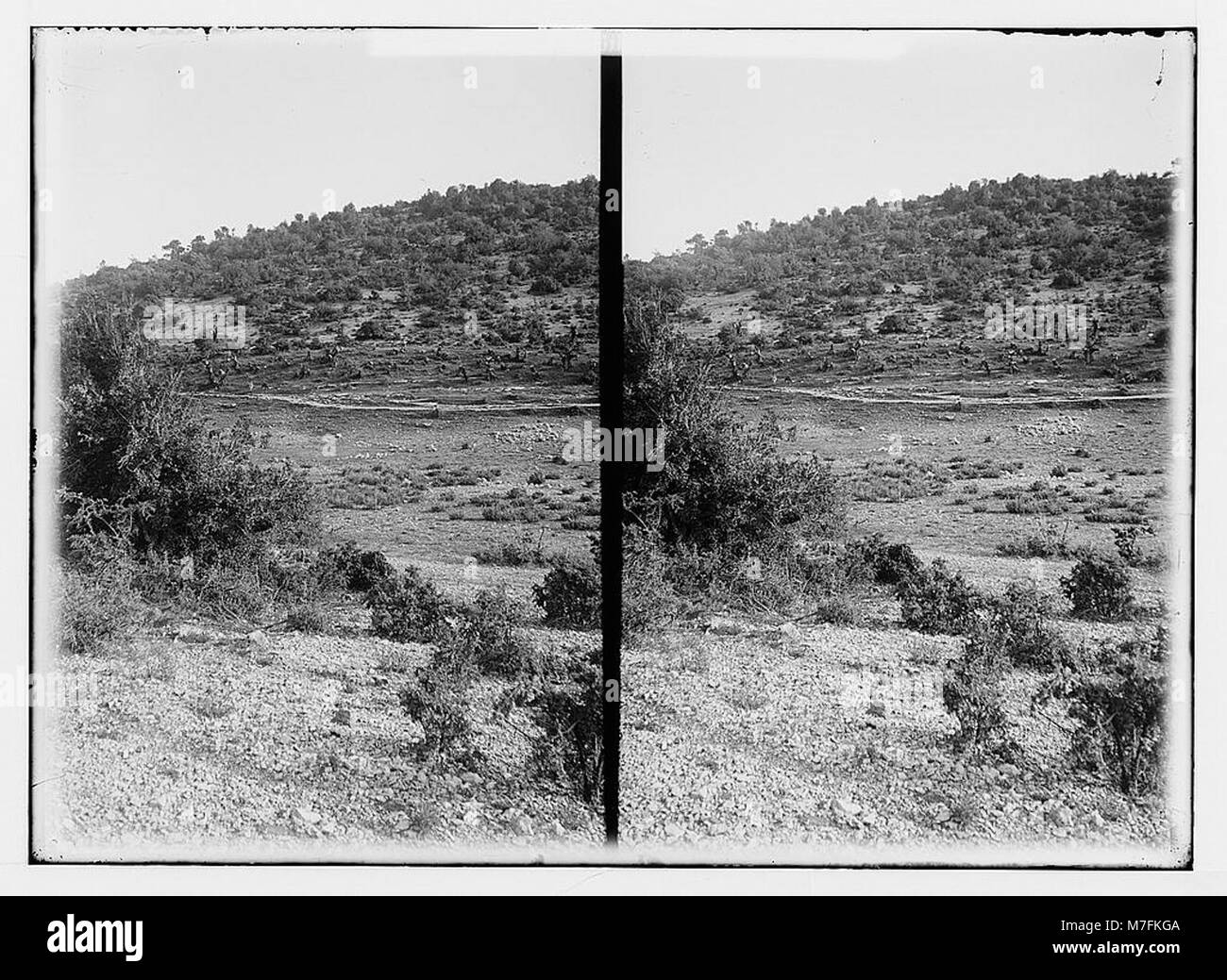 Trees and shrubs. Oak forest in Gilead. (Quercus lusitanica Lam.). LOC