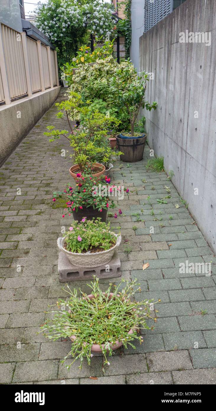 Typical Japanese potted plants lined up in narrow alley between houses utilising all possible space in an urban gardengardening Stock Photo