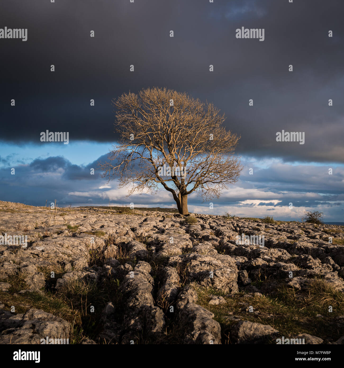 Dramtic light over the lone tree on the Limestone pavements above the village of Malham in the Yorkshire Dales Stock Photo