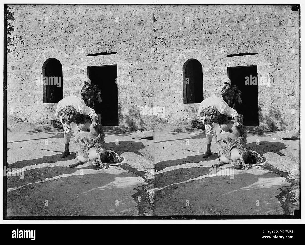 A photograph of the Weli of Budrieh at Sherafat, preparing a sheep for ...