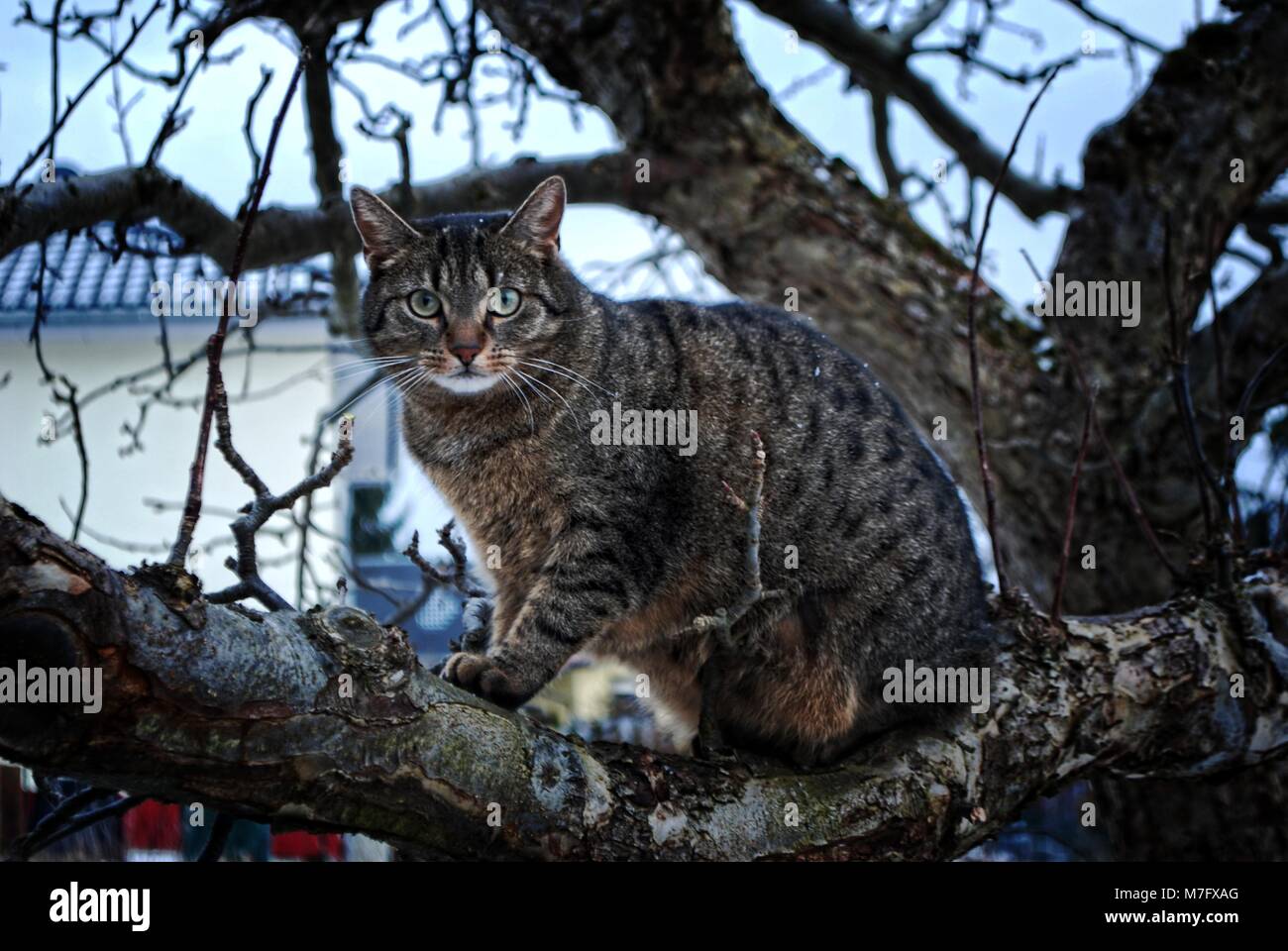 Cats Falling From Tree