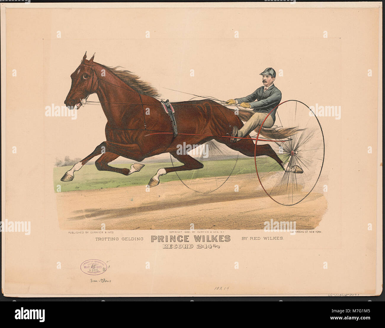 Trotting gelding Prince Wilkes by Red Wilkes- record 2-14 3-4 LCCN2002697384 Stock Photo