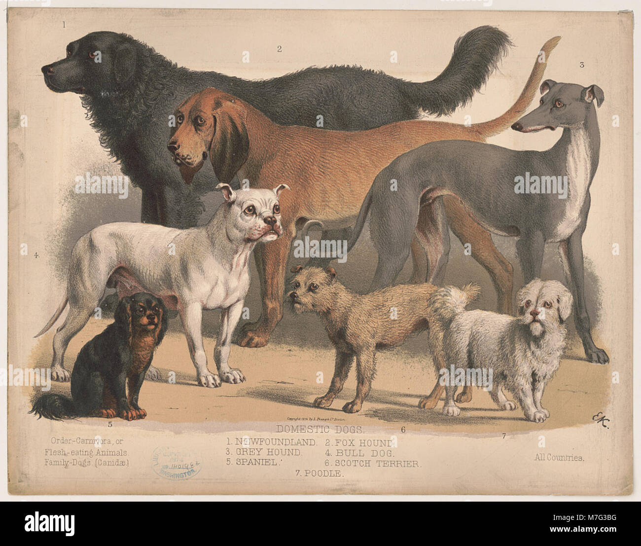 Carnivora, or flesh-eating animals. Family-dogs LCCN2003664022 Stock Photo  - Alamy