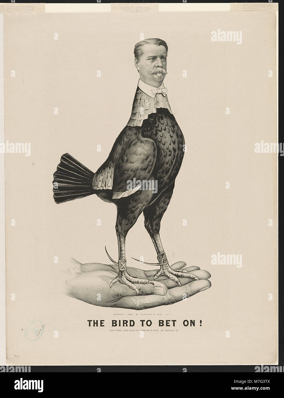 Bird bet hires stock photography and images Alamy