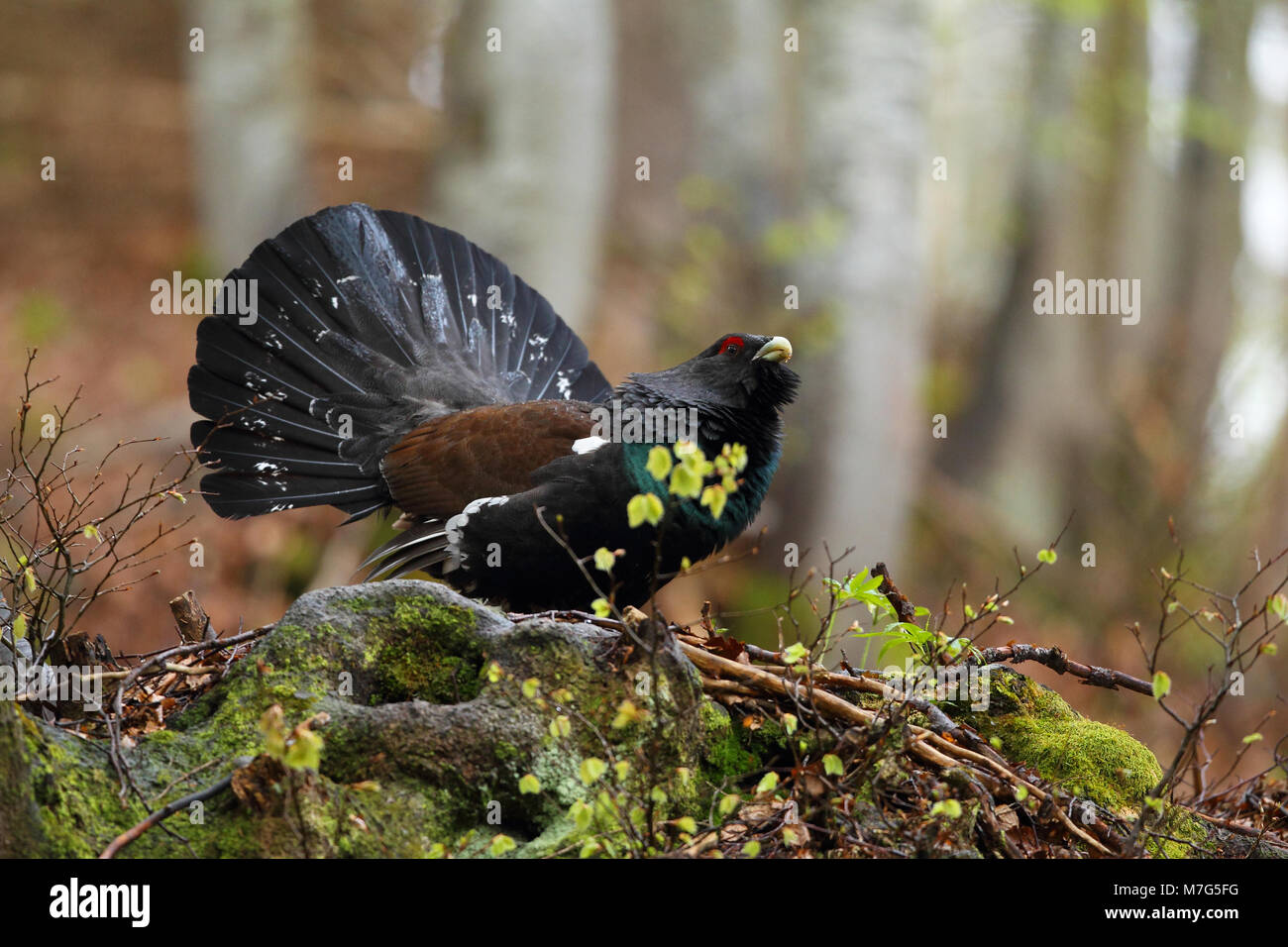 Western Capercaillie Mating Season Stock Photo Alamy western-capercaillie-mating-season-stock-photo-alamy
