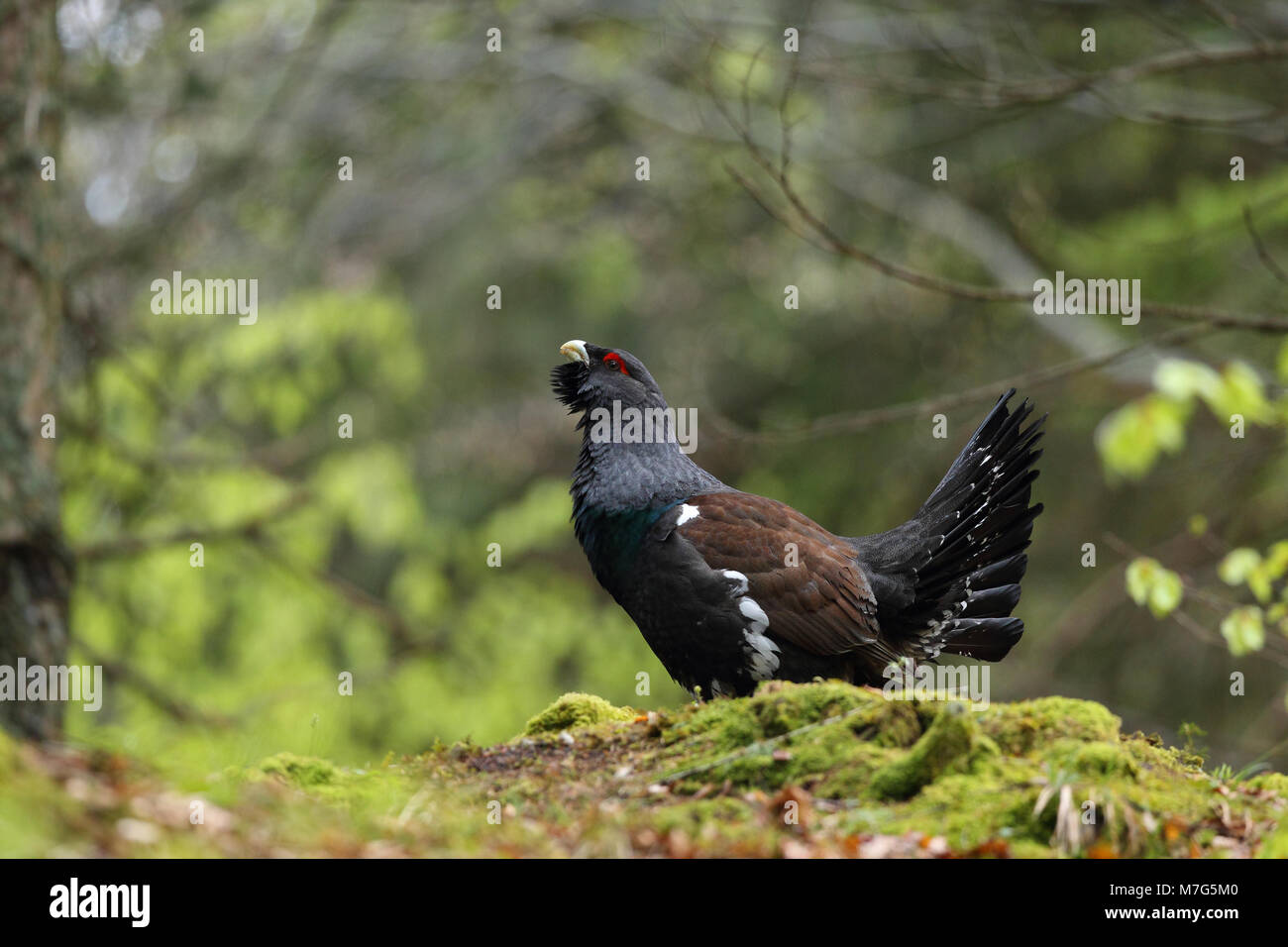 Western capercaillie - Mating season Stock Photo - Alamy