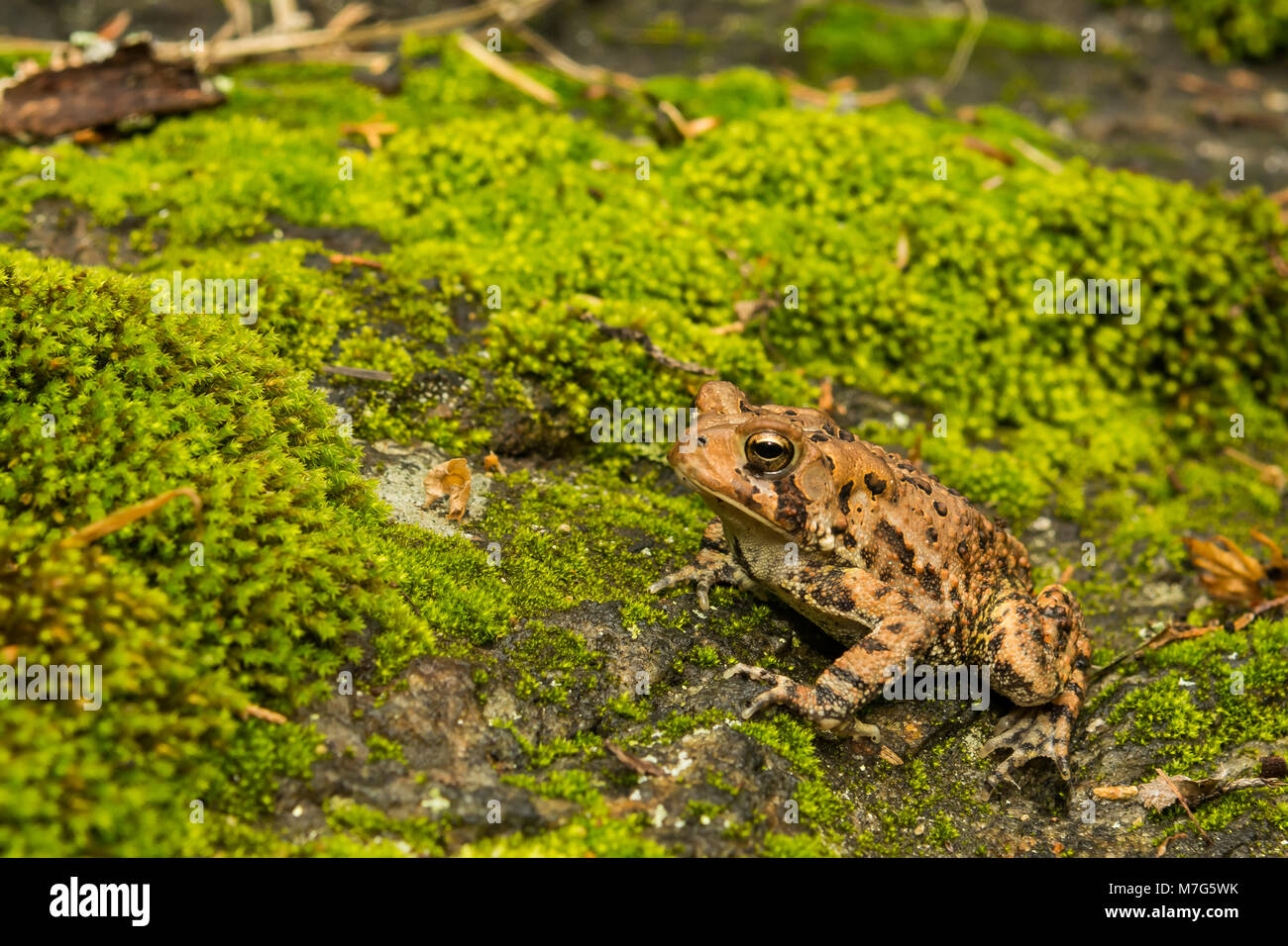 American toad hires stock photography and images Alamy