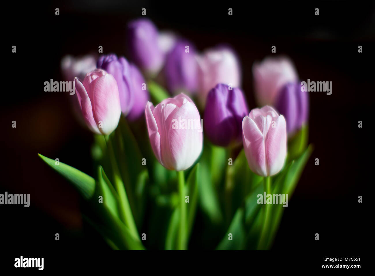 An arrangement of pink and purple tulips set against a black background. Stock Photo