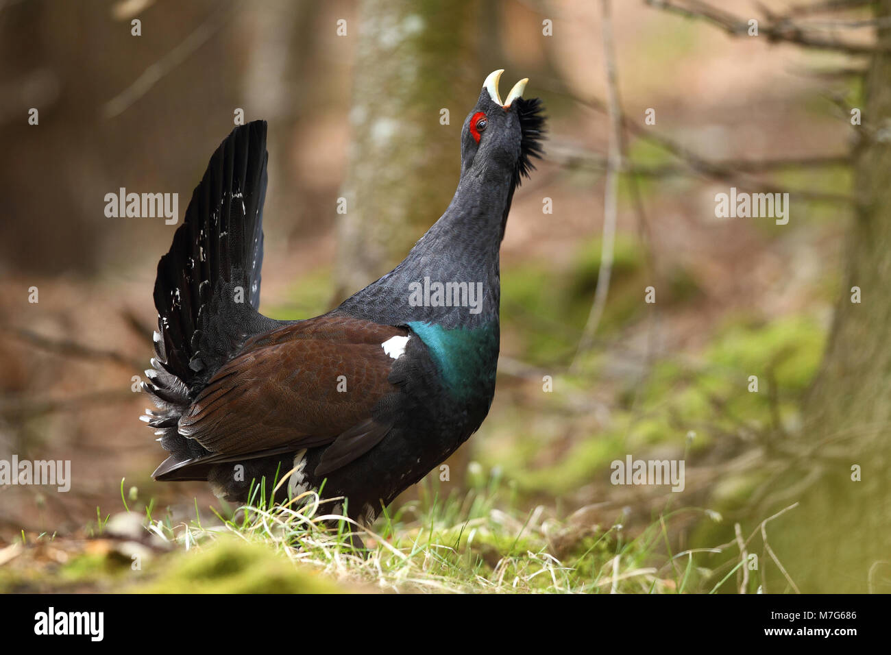 Western Capercaillie Mating Season Stock Photo Alamy western-capercaillie-mating-season-stock-photo-alamy