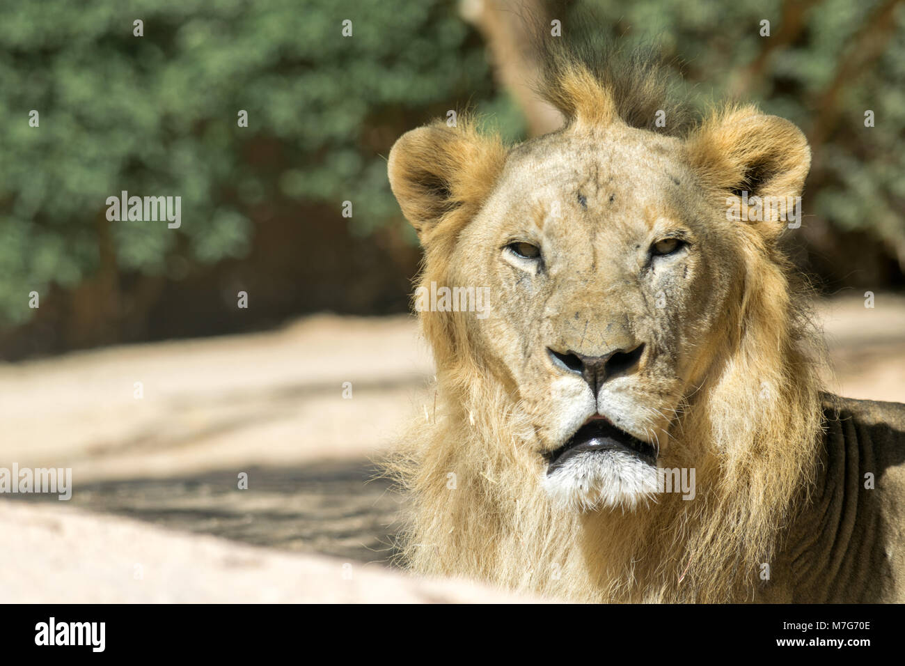 lion with tuft of hair Stock Photo