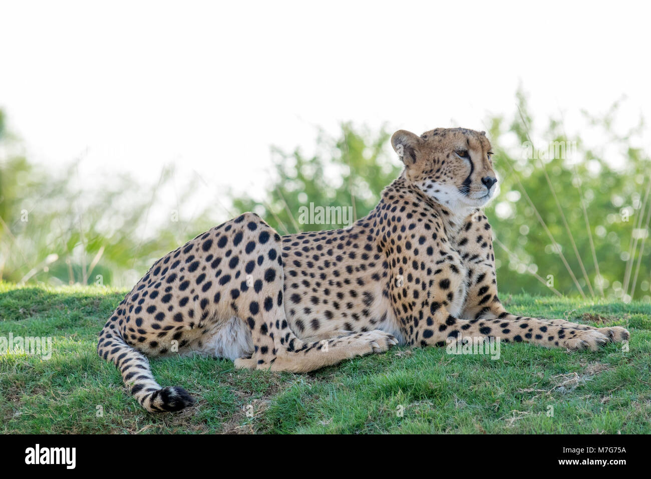 Cheater animal hi res stock photography and images Alamy