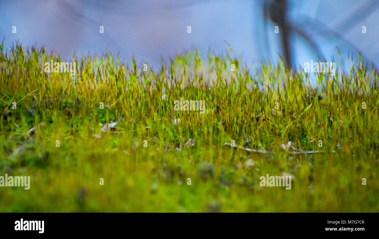 Ground moss hi-res stock photography and images - Alamy