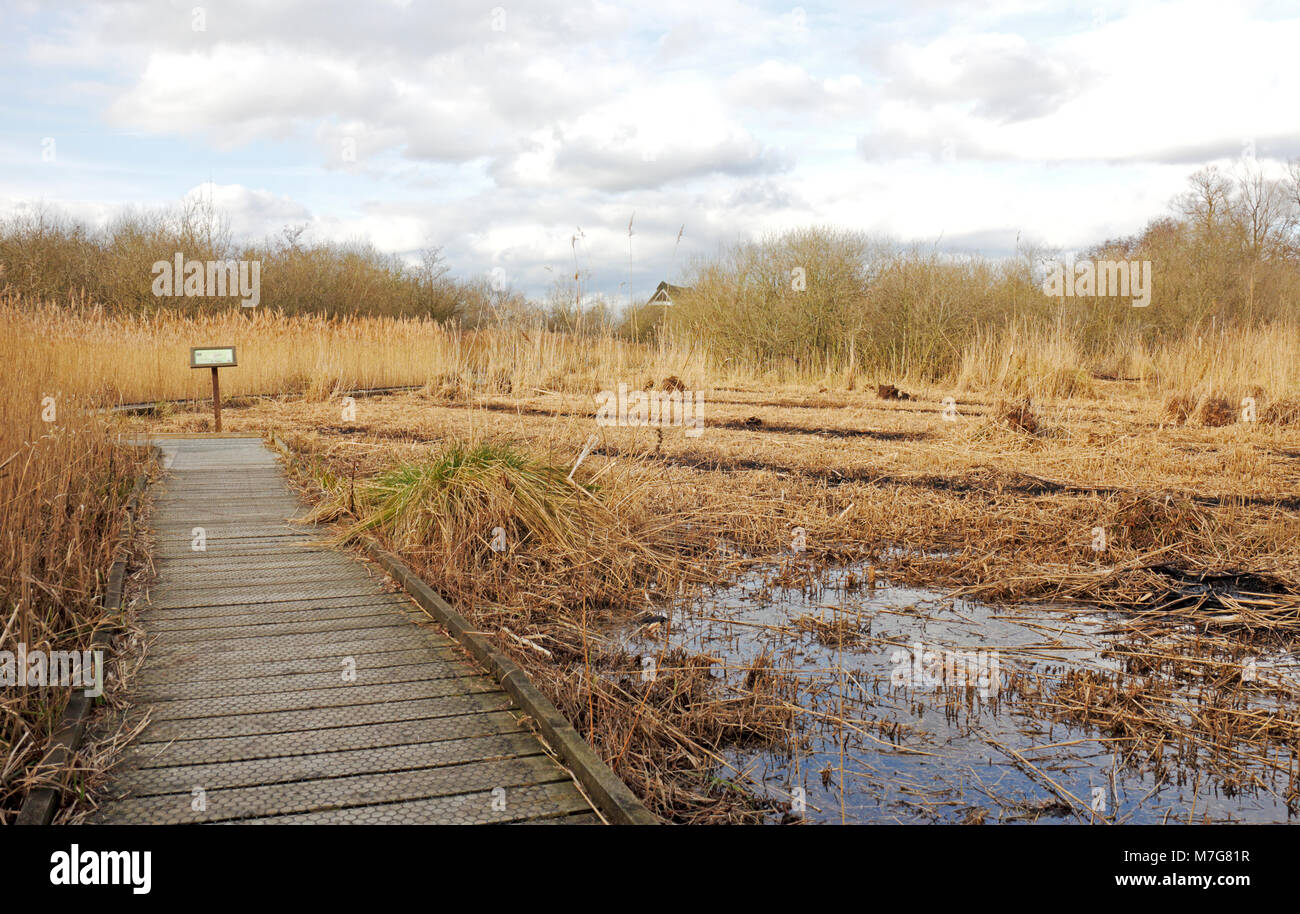 A boardwalk through maintained reed beds at Ranworth Broad Nature