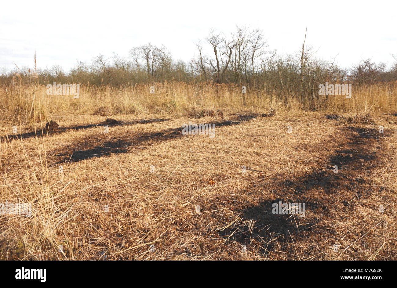 A view of reed bed maintenance work at the Ranworth Broad Nature Reserve on the Norfolk Broads at Ranworth, Norfolk, England, United Kingdom, Europe. Stock Photo