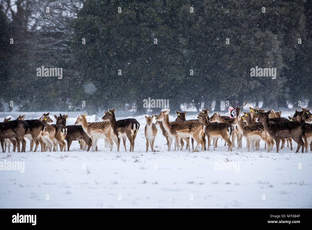 Deers on the snow Stock Photo