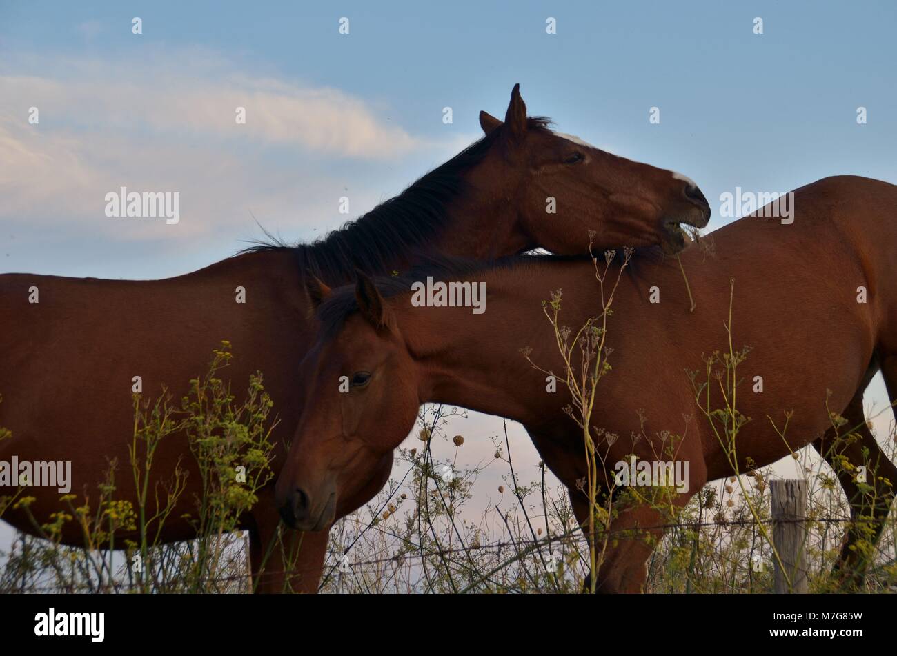 An horse family Stock Photo