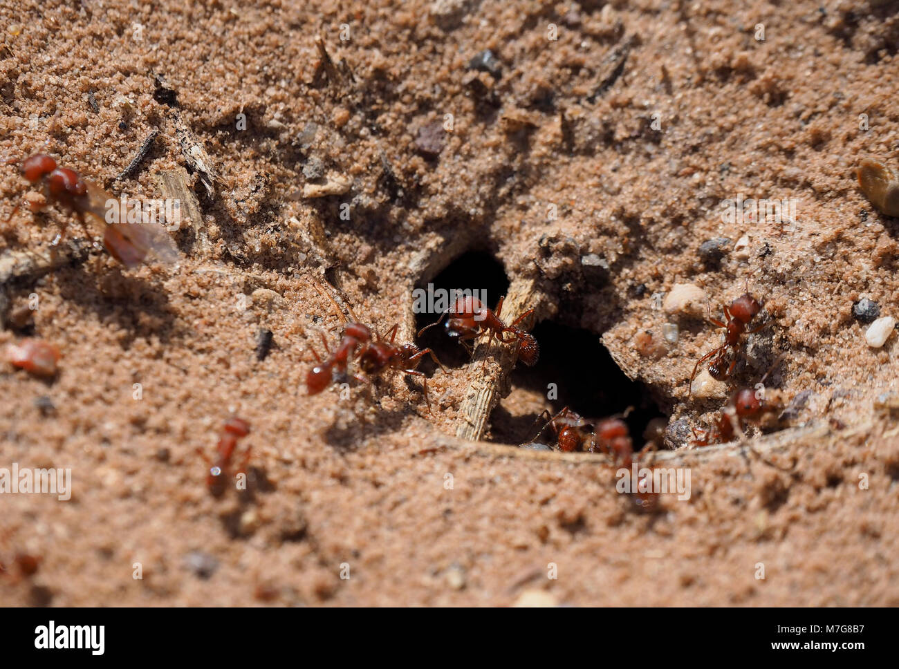 Close-up of red ants crawling in and out of an underground ant nest (California, USA) Stock Photo