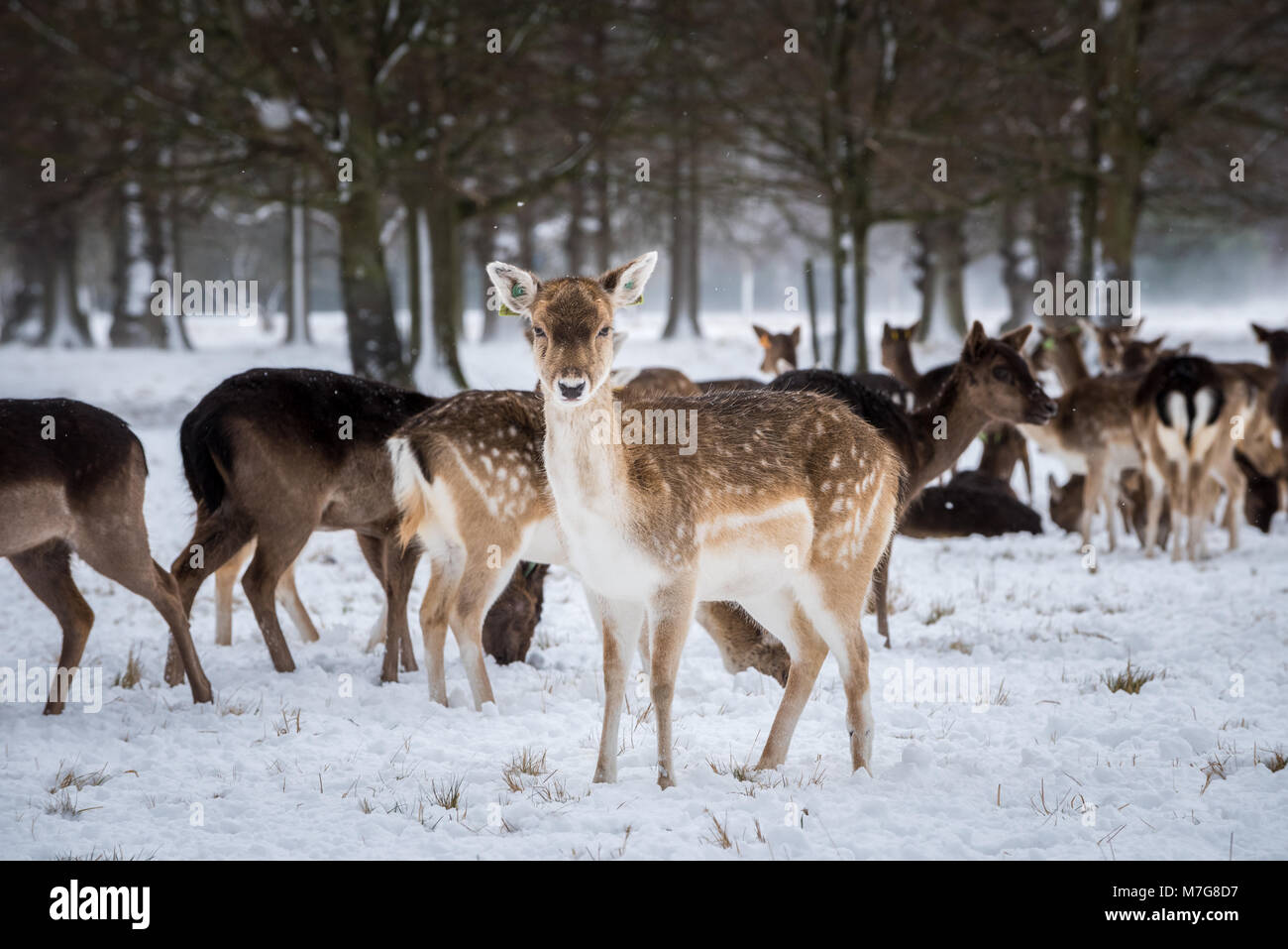 Deers on the snow Stock Photo