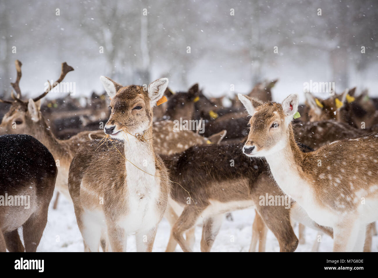 Picture of Deers at Phoenix Park in Dublin - Ireland Stock Photo - Alamy